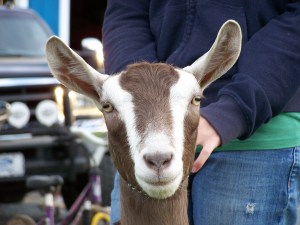 Spirit and 2012 Ribbons 024