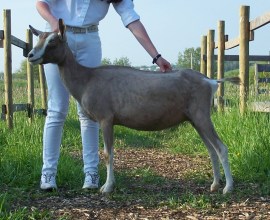 Spirit First Time Shaved 085