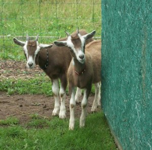 Dancer and Trinity at Corner