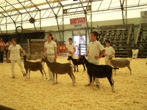 Nova Scotia Provincial Exhibition 2013 098