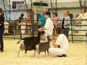 Open Goat Show 128