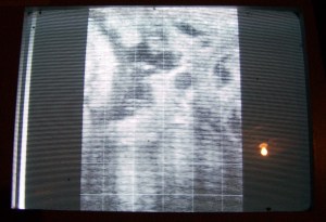 Goat Ultrasounds 042 cropped