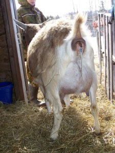 Clover Gives Birth 002