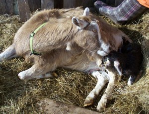 Clover Gives Birth 024